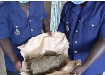 KAFOUNTINE : 100 kg de chanvre indien saisis par les gendarmes