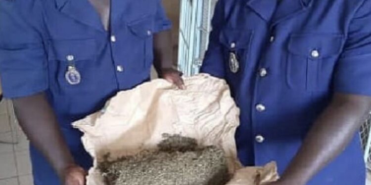 KAFOUNTINE : 100 kg de chanvre indien saisis par les gendarmes