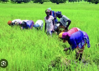 AUTONOMISATION DES FEMMES : Des productrices de riz de Kolda, Ziguinchor… capacitées