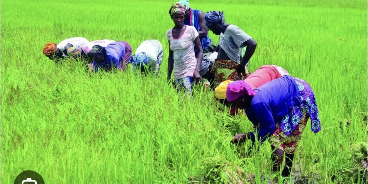 AUTONOMISATION DES FEMMES : Des productrices de riz de Kolda, Ziguinchor… capacitées