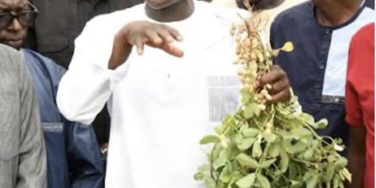 RÉDUCTION DE LA DÉPENDANCE AGRICOLE ÉTRANGÈRE : Mabouba Diagne fait le plaidoyer